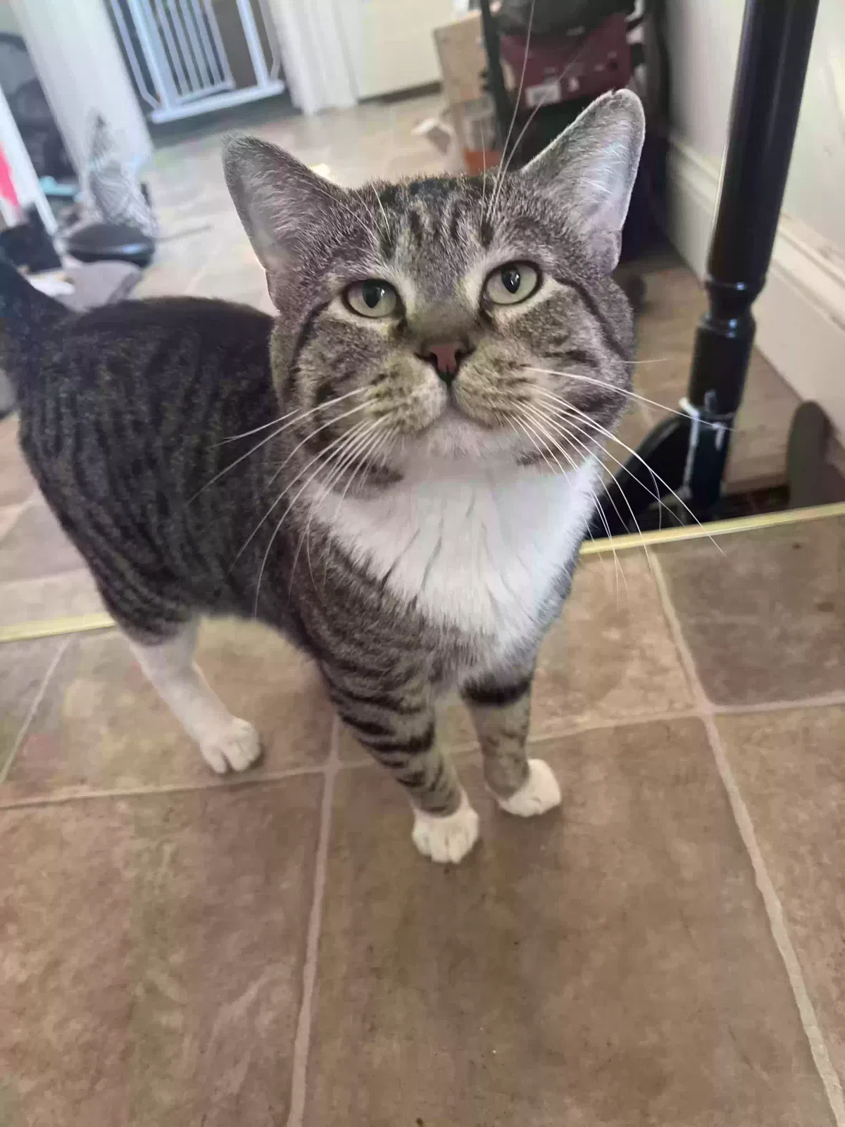 Lost cat in Fort Wayne, IN, 46803