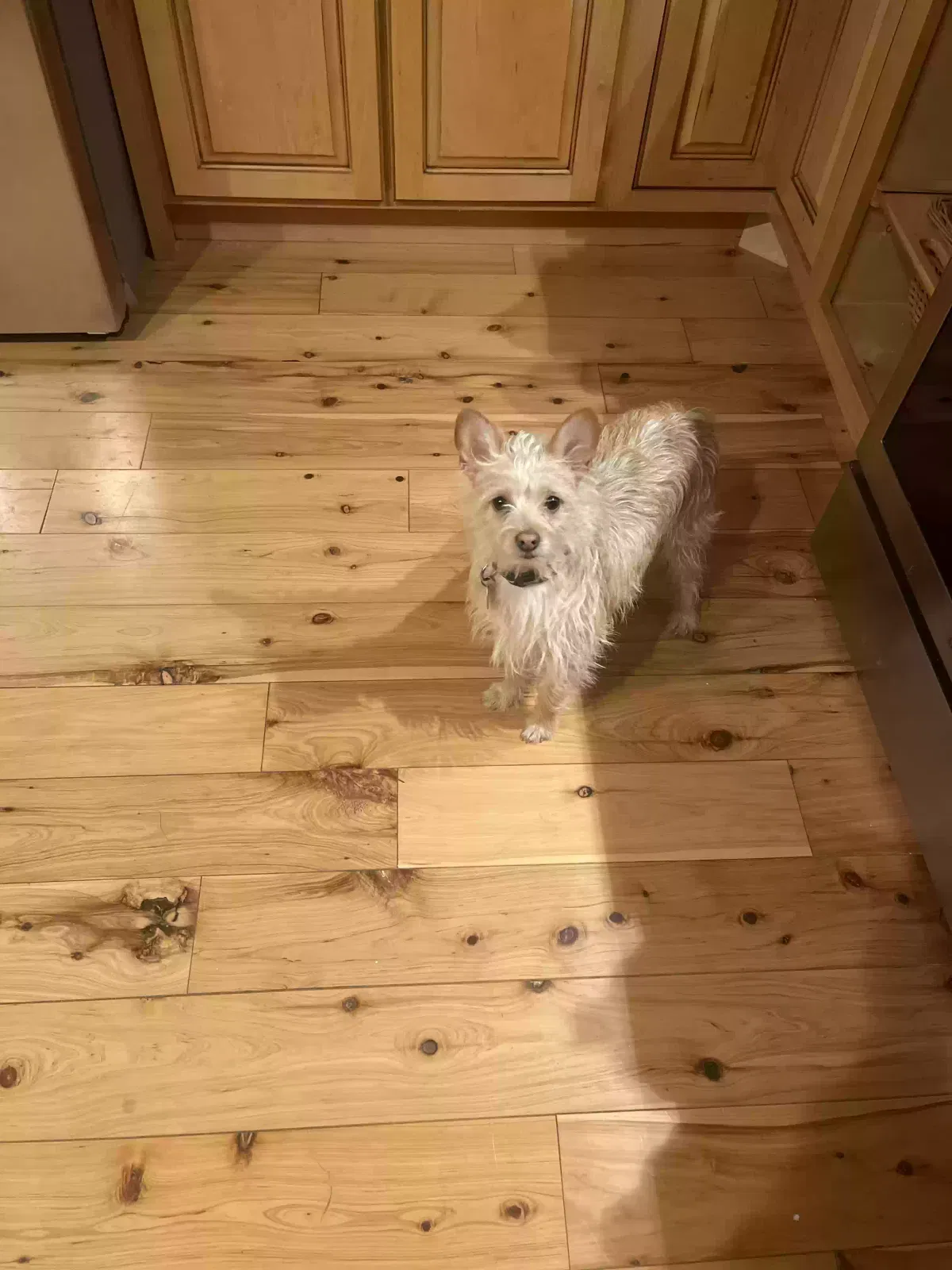 Lost dog in Rising Fawn, GA, 30738