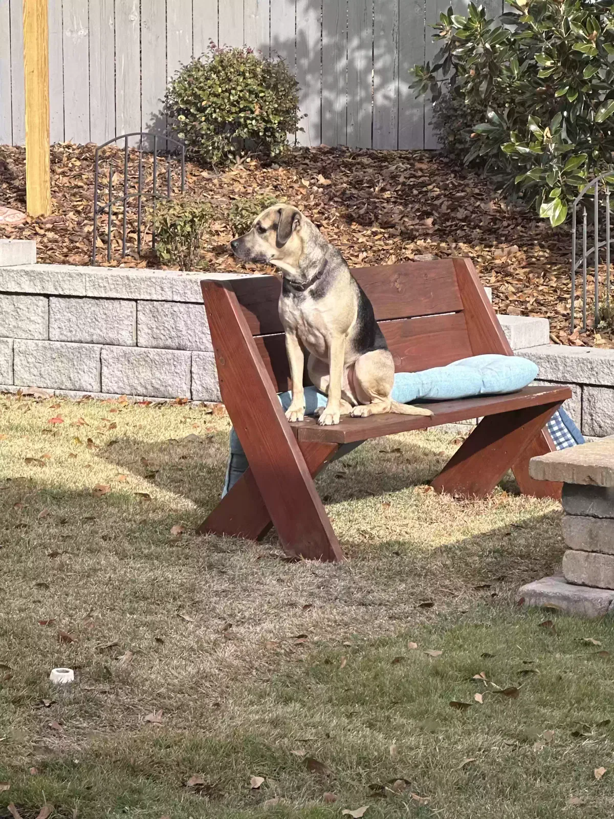 Found dog in Winder, GA, 30680