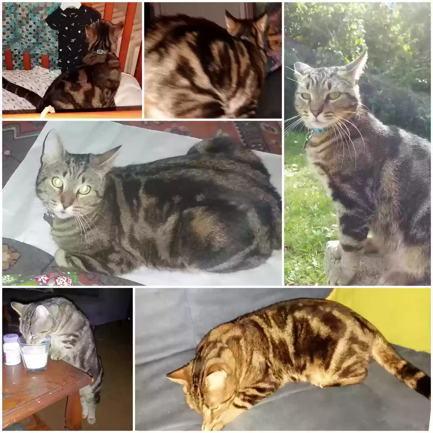 Lost cat in Newmanstown, PA, 17073