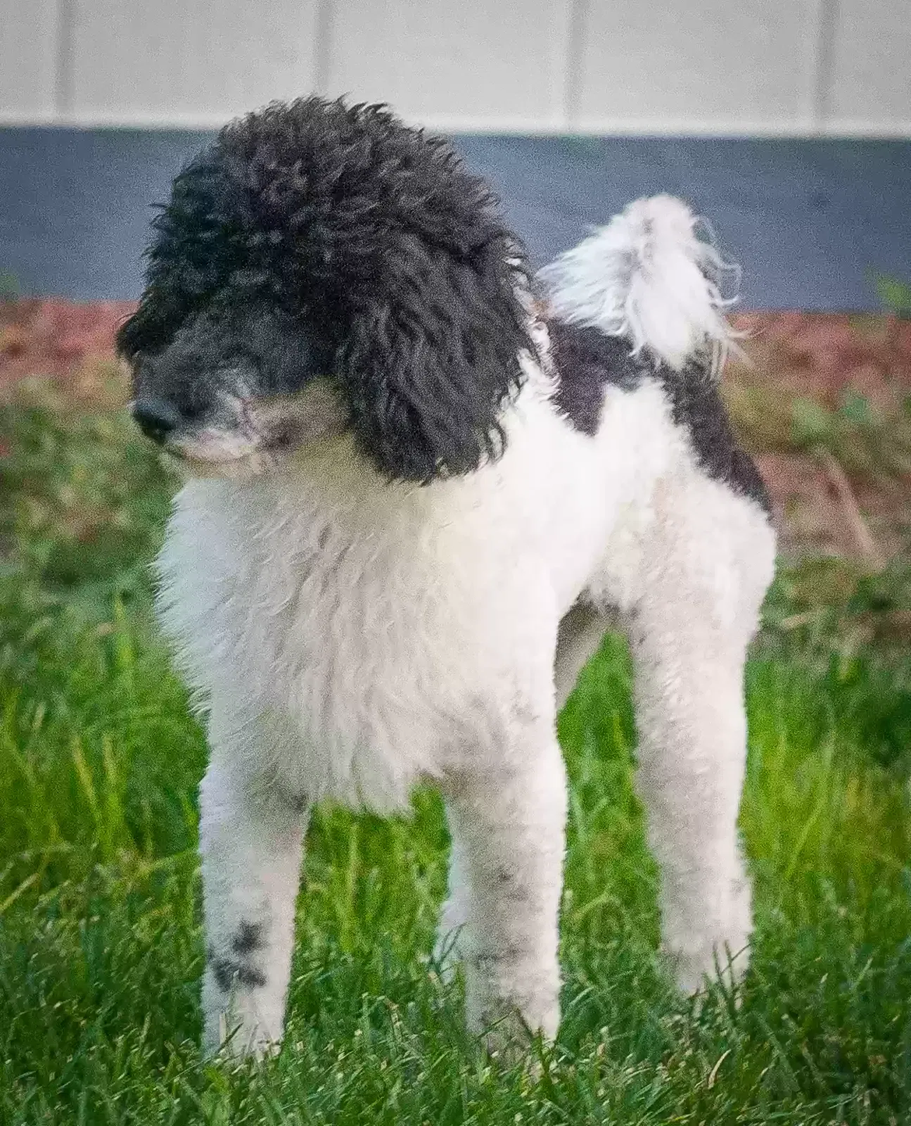 Lost dog in Nampa, ID, 83651