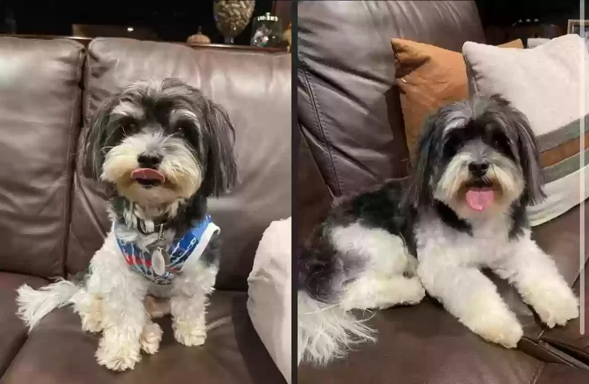 Lost dog in Miami, FL, 33156