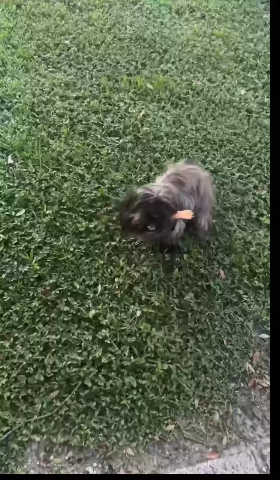 Lost dog in Tampa, FL, 33617