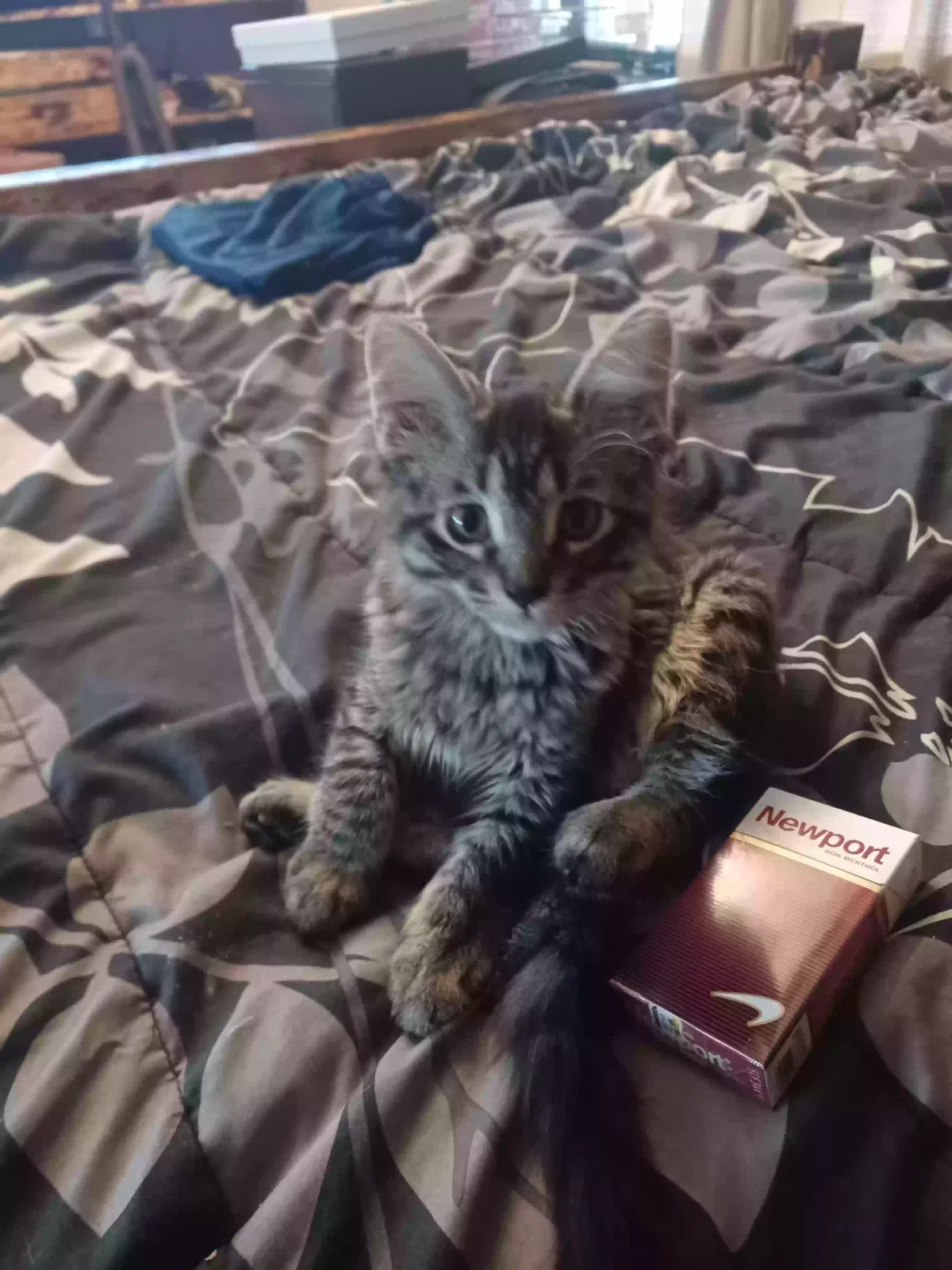 Lost cat in Wauconda, IL, 60084