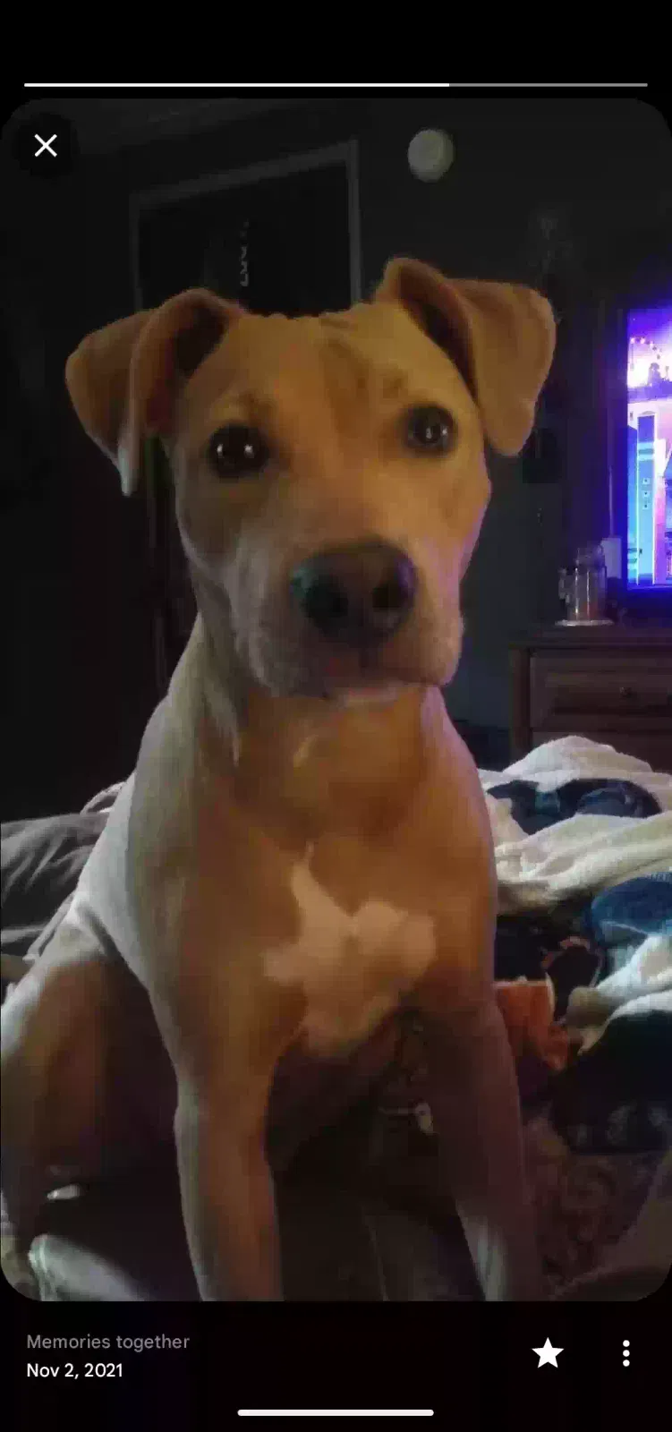 Lost dog in Wichita, KS, 67211