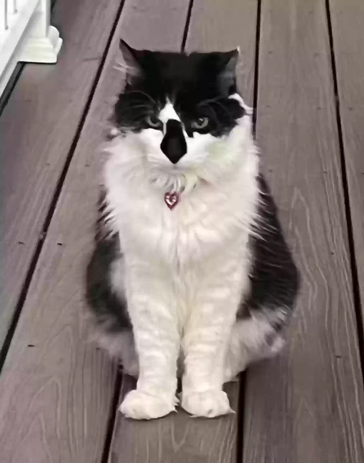 Lost cat in Salem, MA, 1970