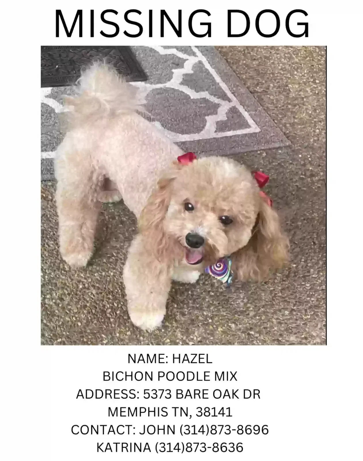 Lost dog in Memphis, TN, 38141
