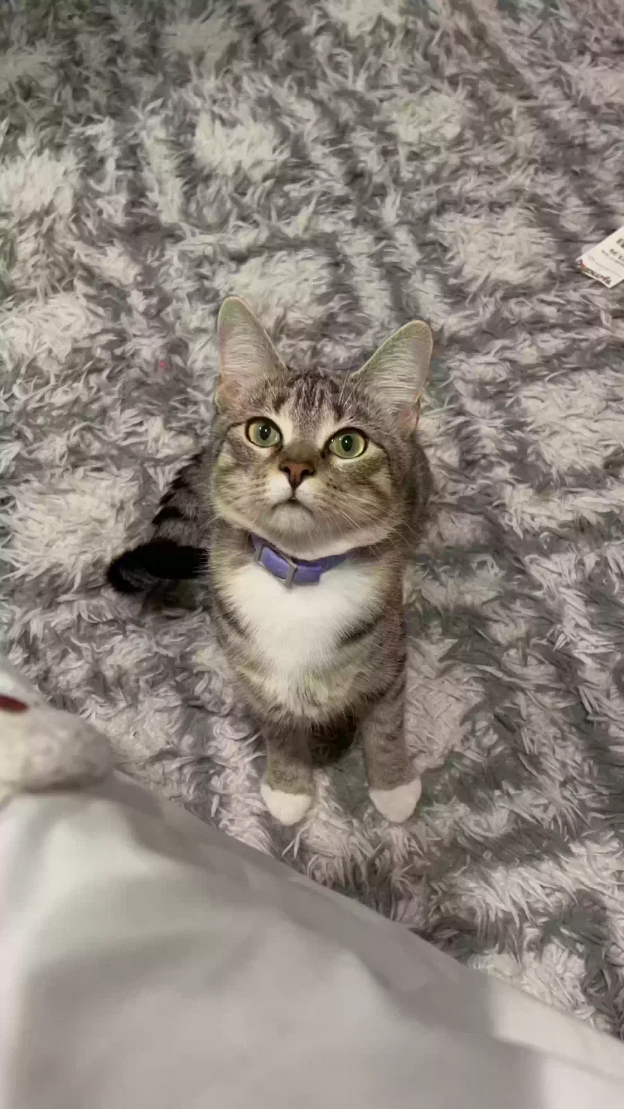 Lost cat in Philadelphia, PA, 19115