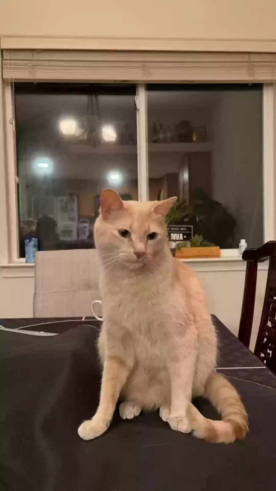 Lost cat in Albuquerque, NM, 87113