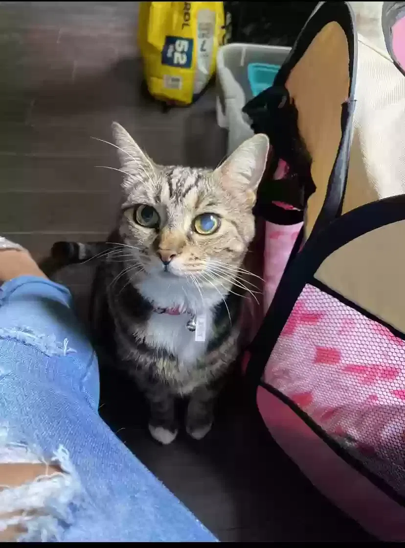 Lost cat in Jacksonville, NC, 28540