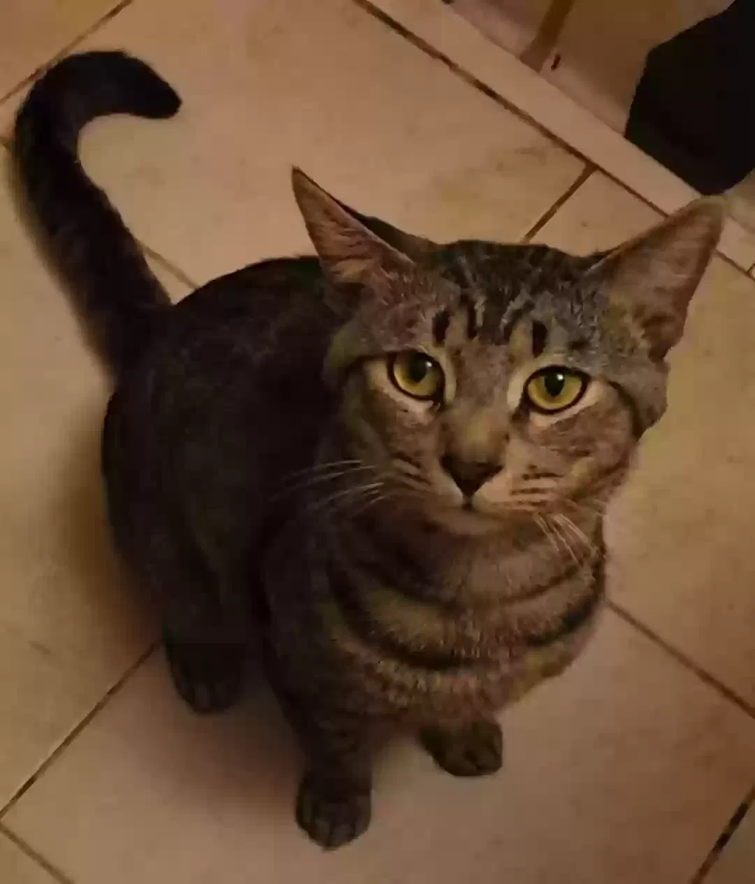 Lost cat in Fort Lauderdale, FL, 33311