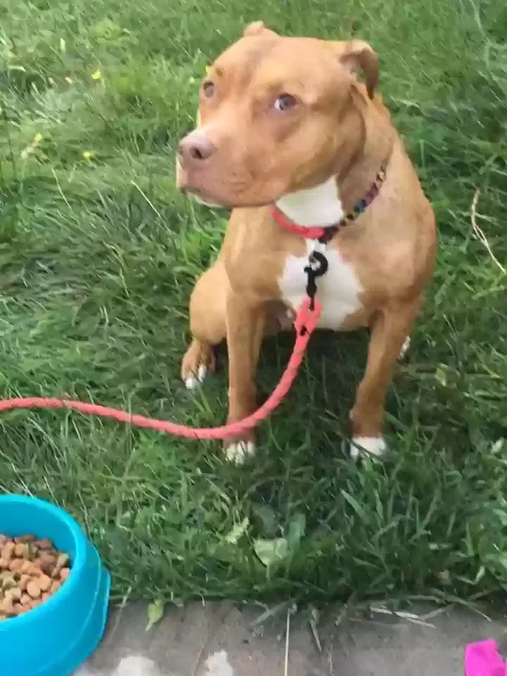 Lost dog in Cleveland, OH, 44108