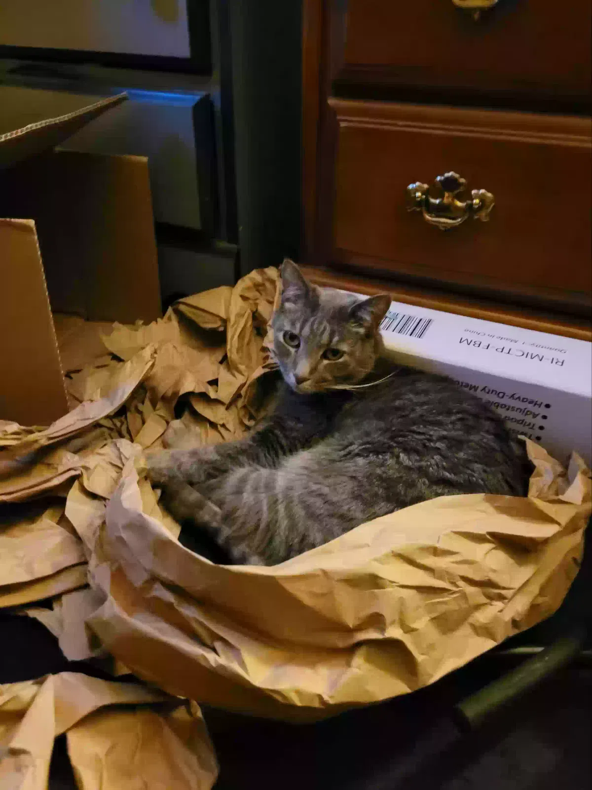 Lost cat in Lititz, PA, 17543