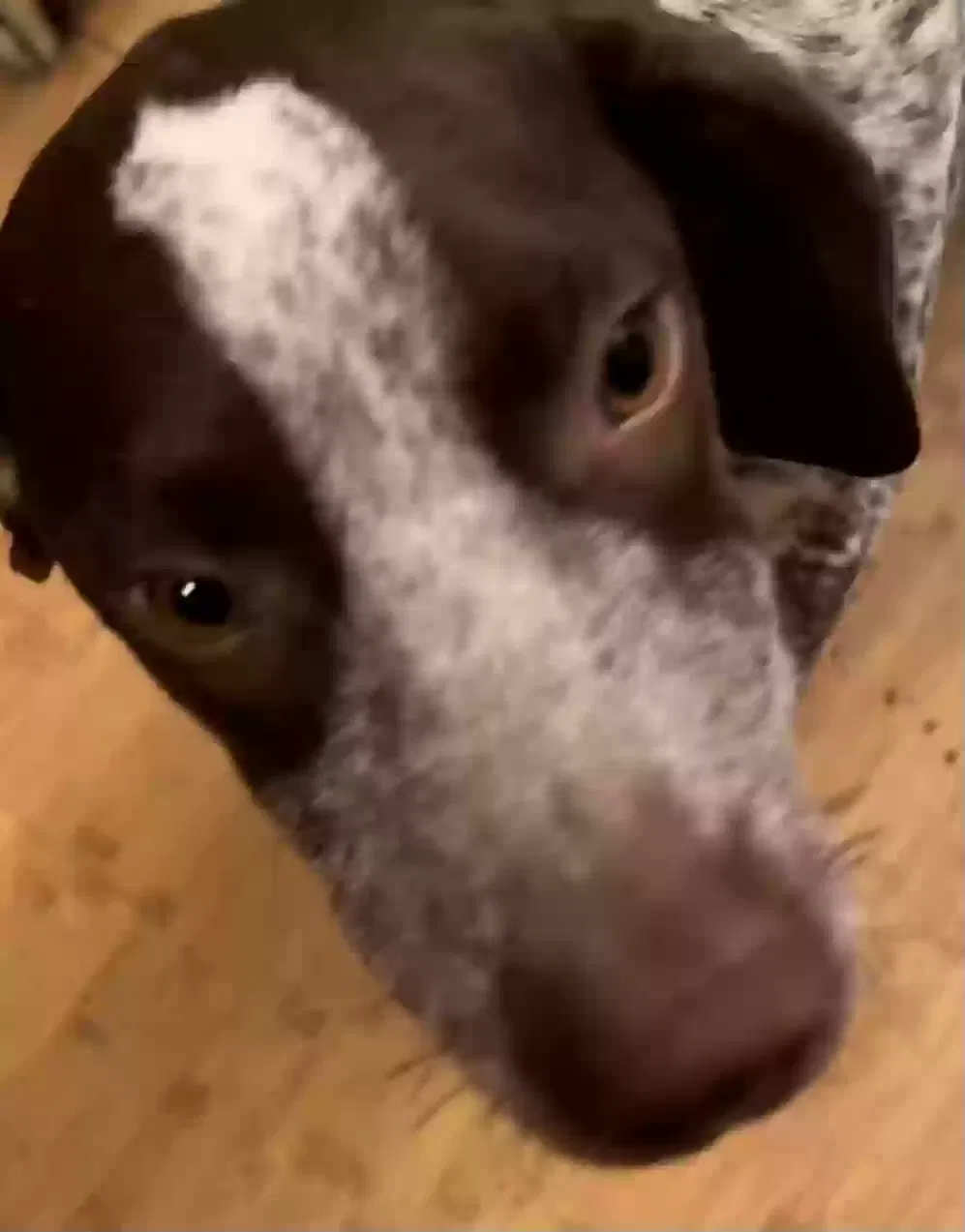 Lost dog in Riverside, CA, 92509