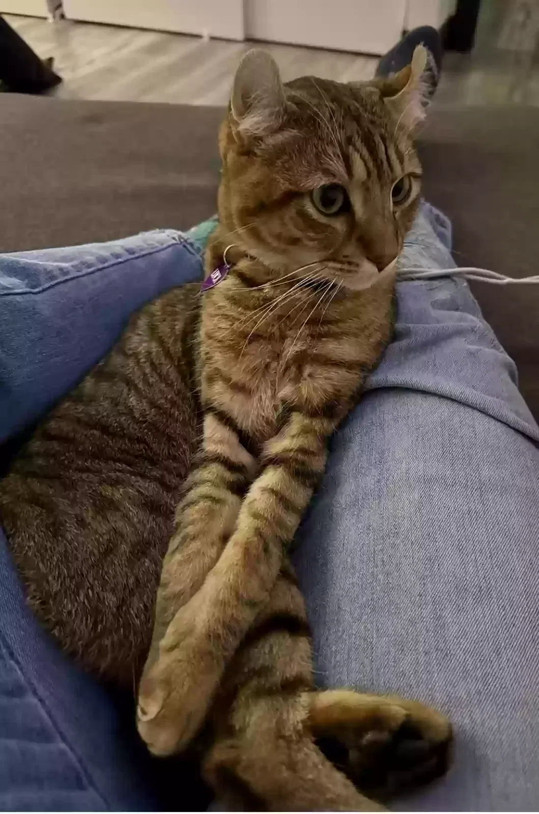 Lost cat in Walnut Creek, CA, 94597