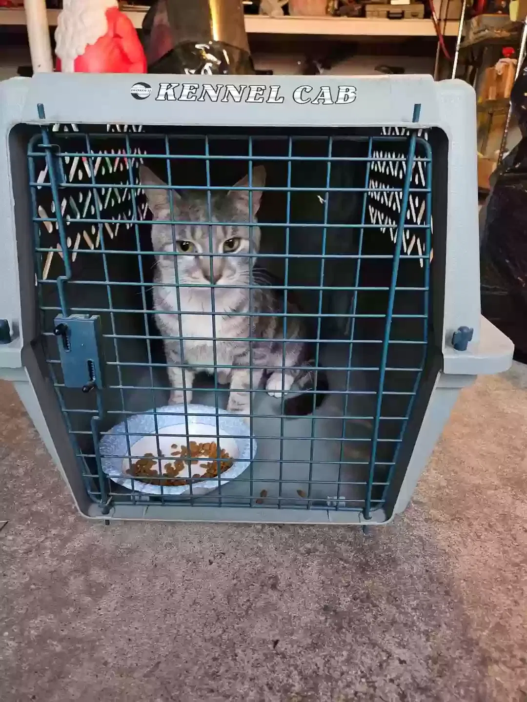 Found cat in North Bergen, NJ, 7047