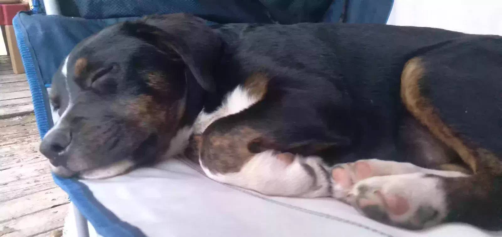 Lost dog in Aiken, SC, 29801