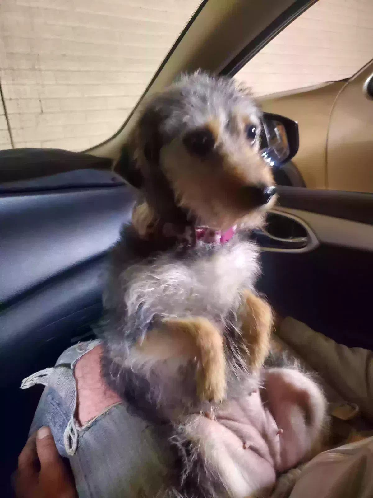Lost dog in Phoenix, AZ, 85021