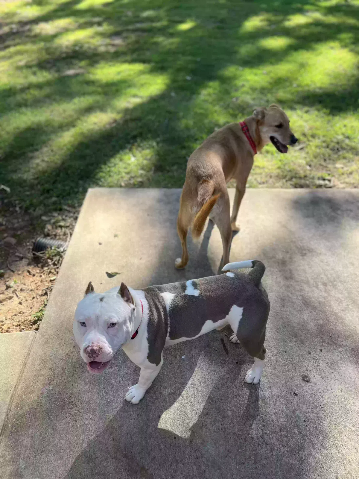 Lost dog in Douglasville, GA, 30135