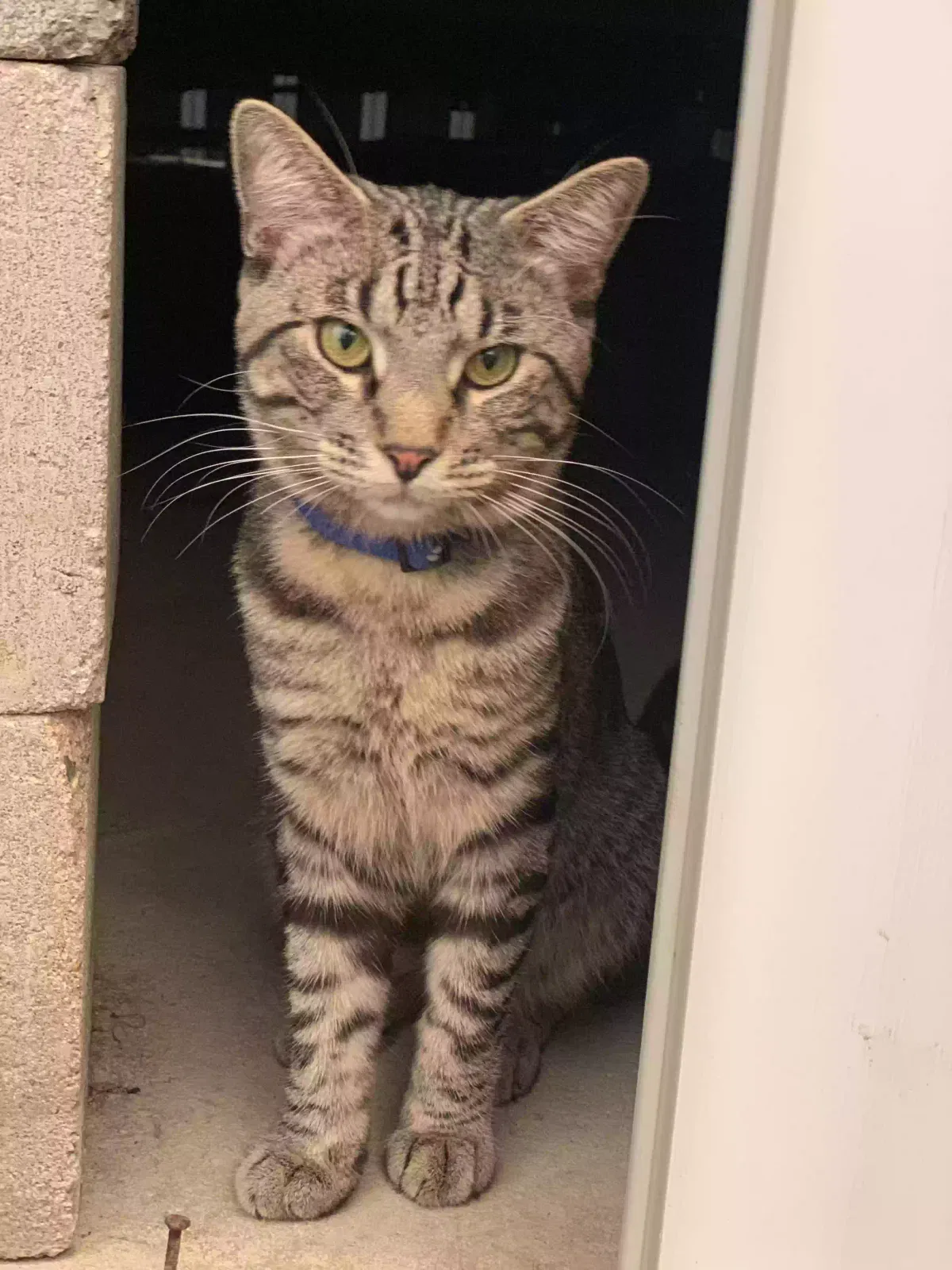 Lost cat in Fairland, OK, 74343