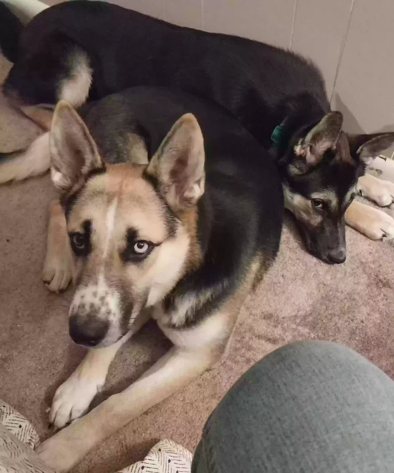 Found dog in Steele, AL, 35987