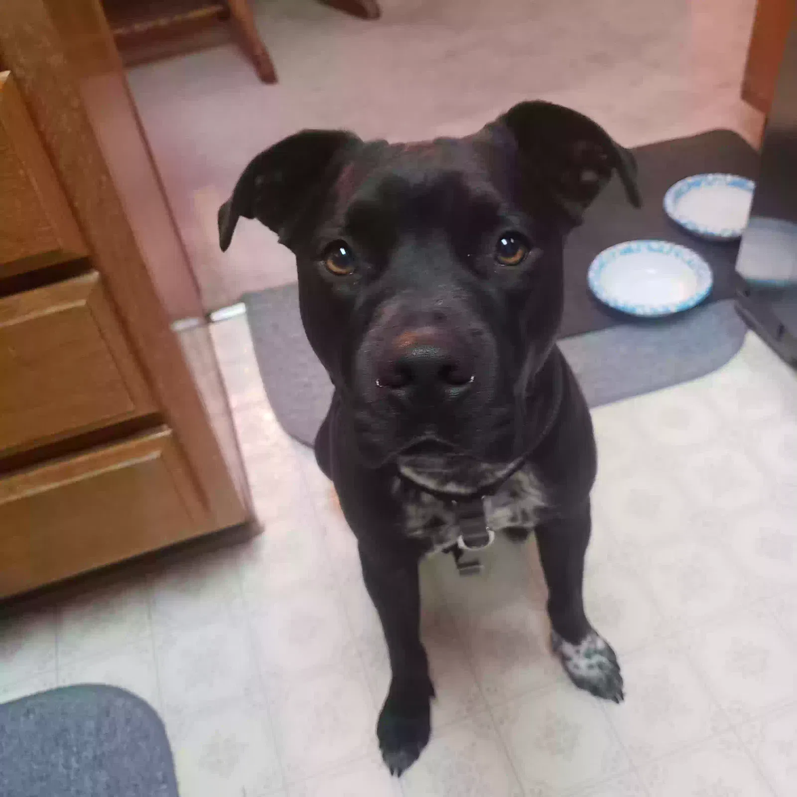 Found dog in Colton, CA, 92324