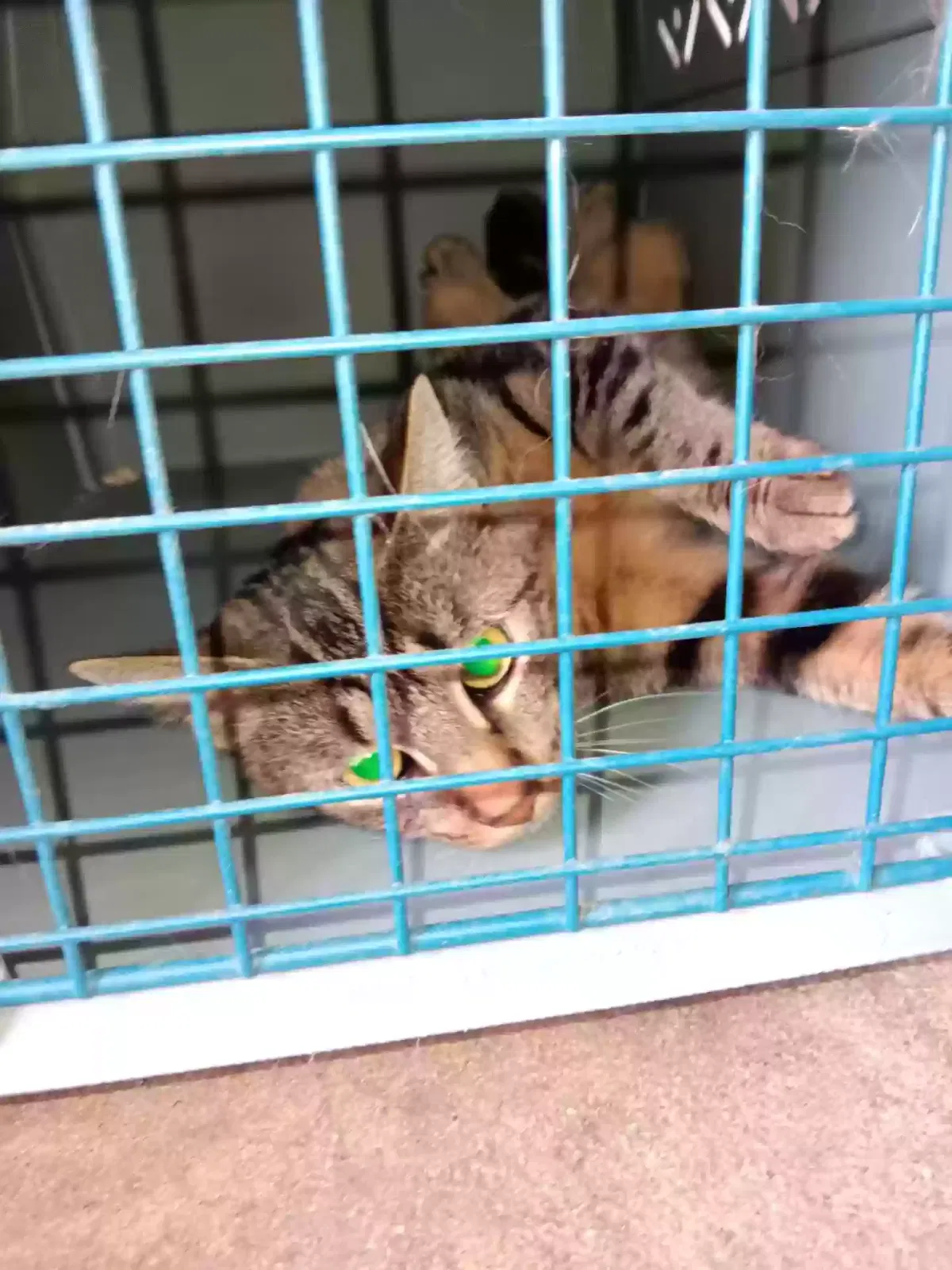 Found cat in North Bergen, NJ, 7047