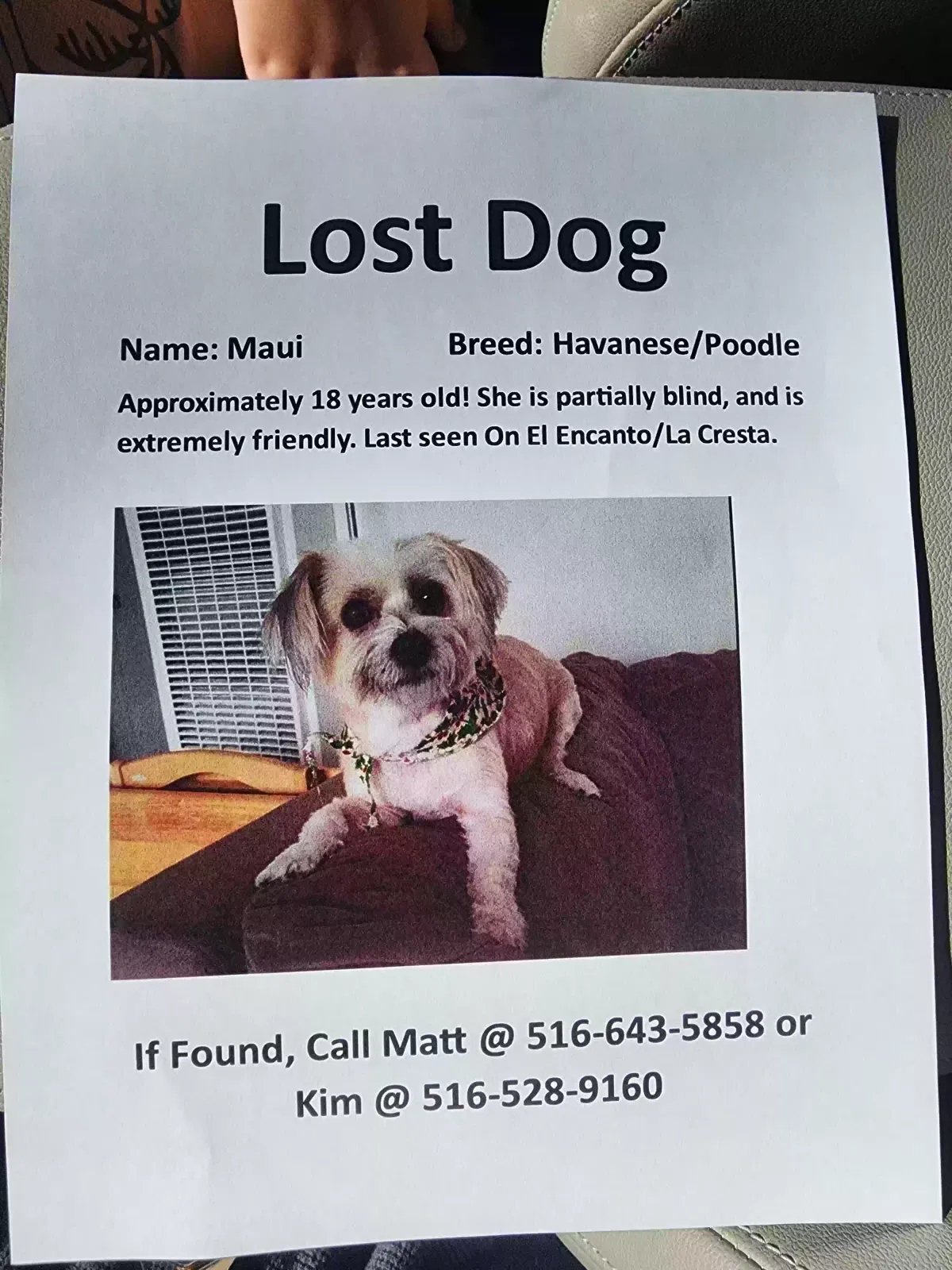 Lost dog in Dana Point, CA, 92629