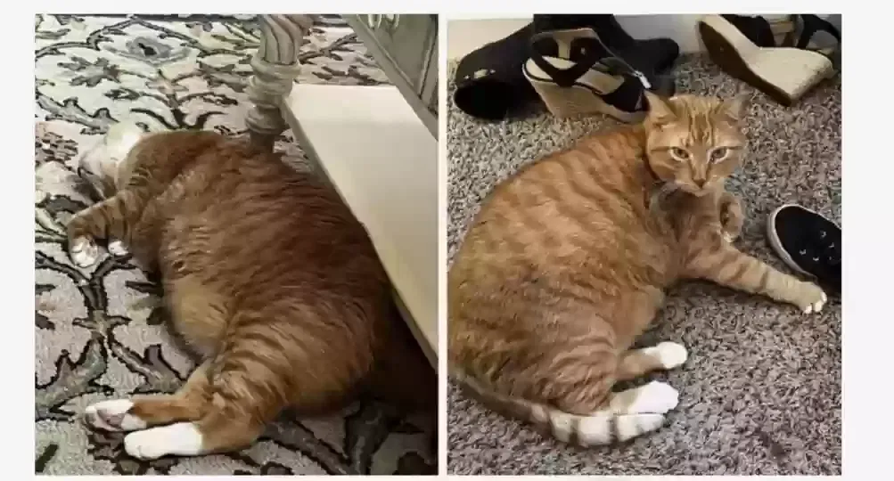 Lost cat in Seguin, TX, 78155