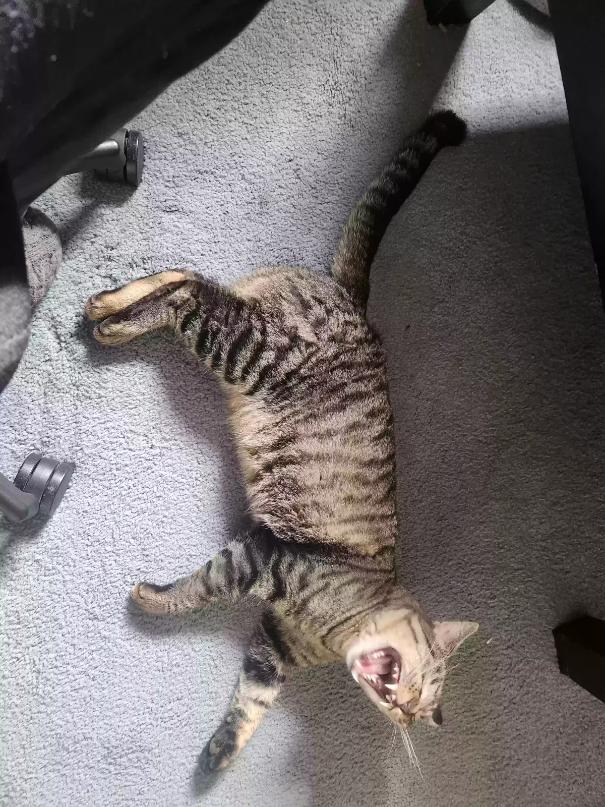 Lost cat in Sparks, NV, 89431