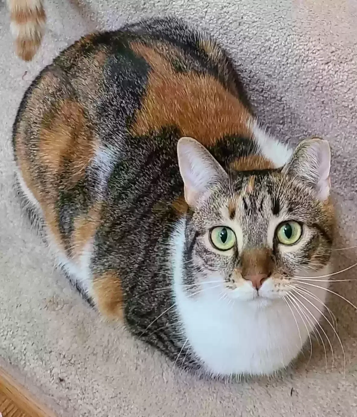 Lost cat in Maineville, OH, 45039