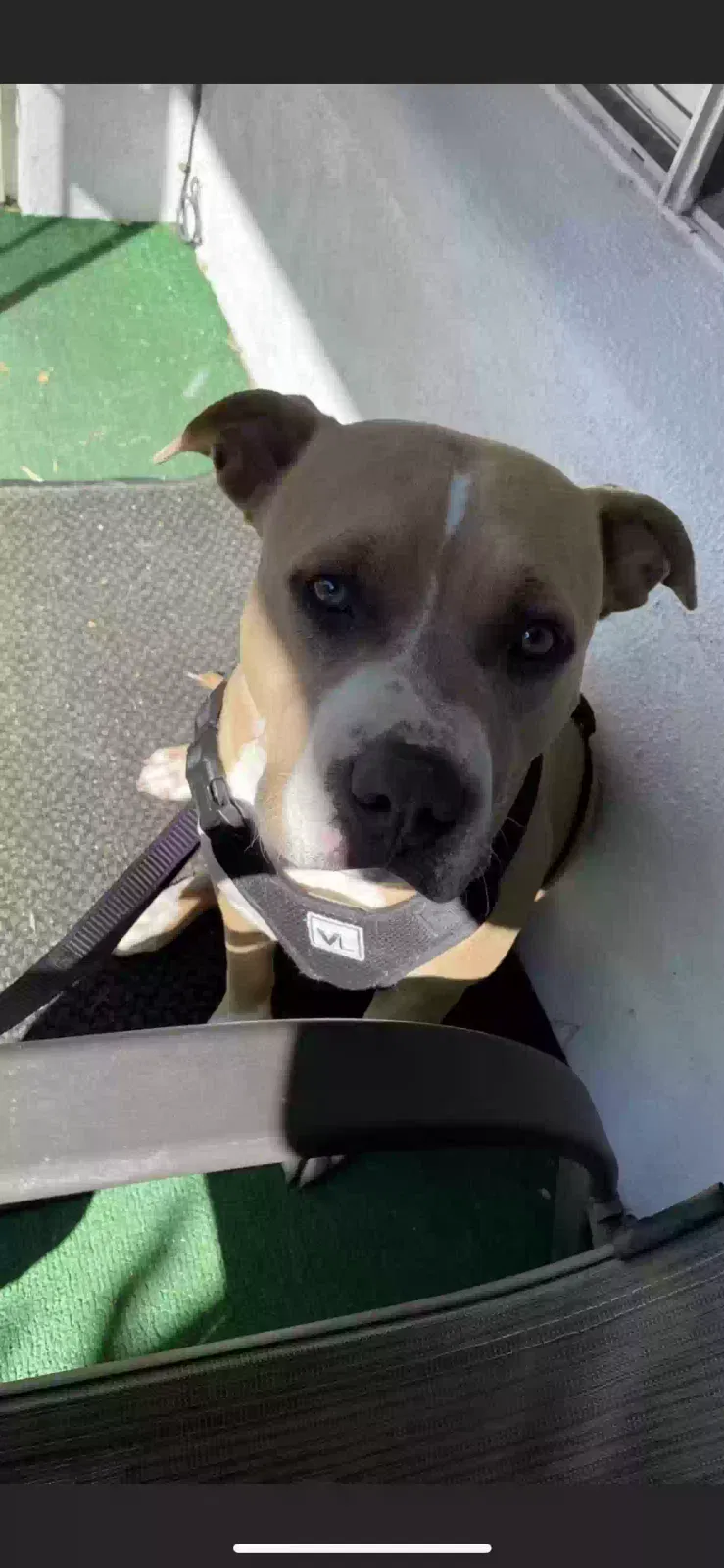 Lost dog in Phoenix, AZ, 85042
