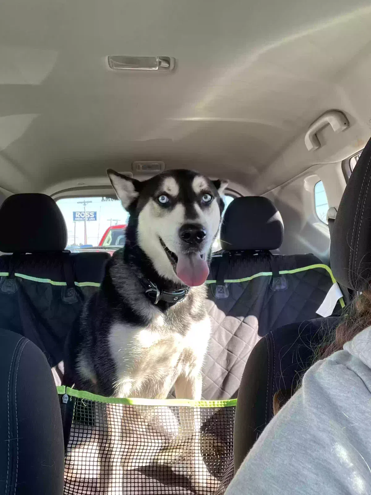 Lost dog in Oklahoma City, OK, 73110