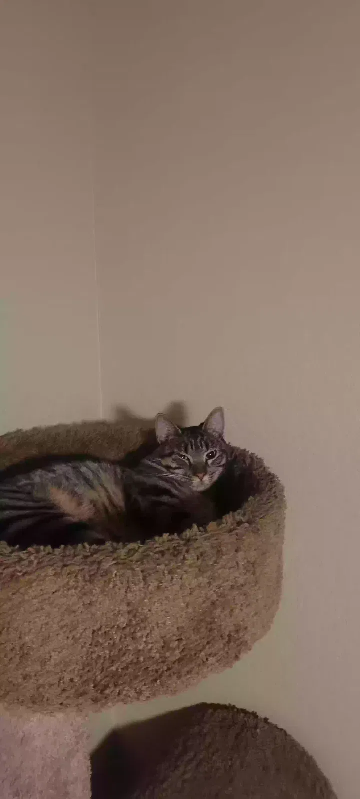Lost cat in Glendale, AZ, 85310
