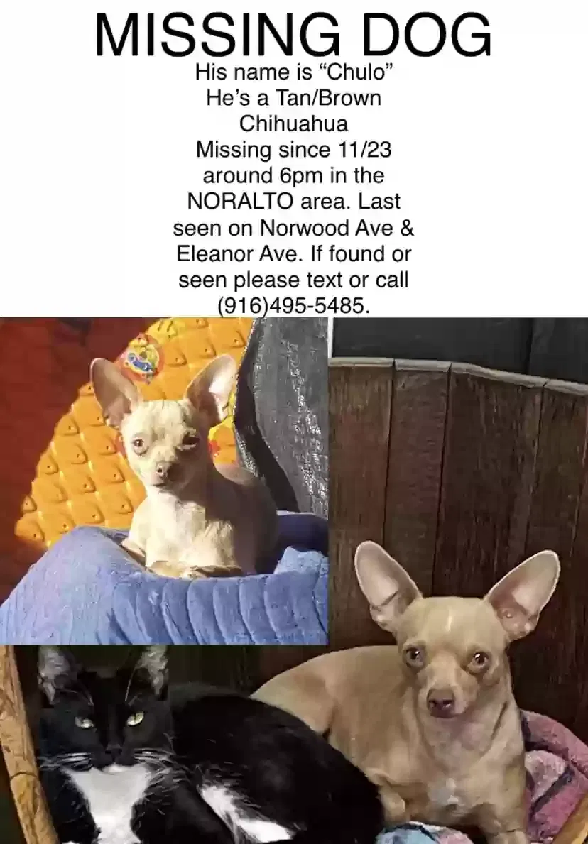 Lost dog in Sacramento, CA, 95815
