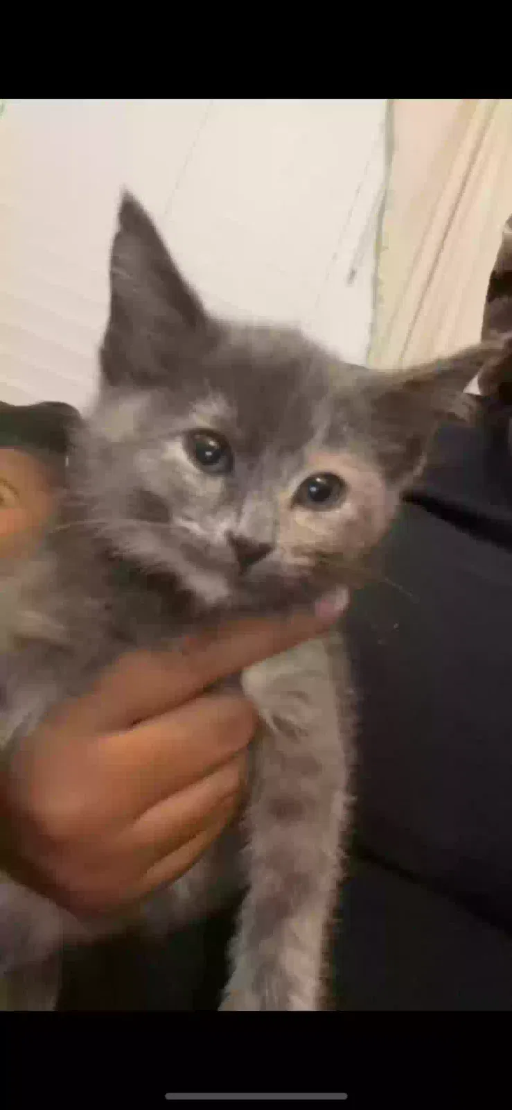 Lost cat in Romeoville, IL, 60446