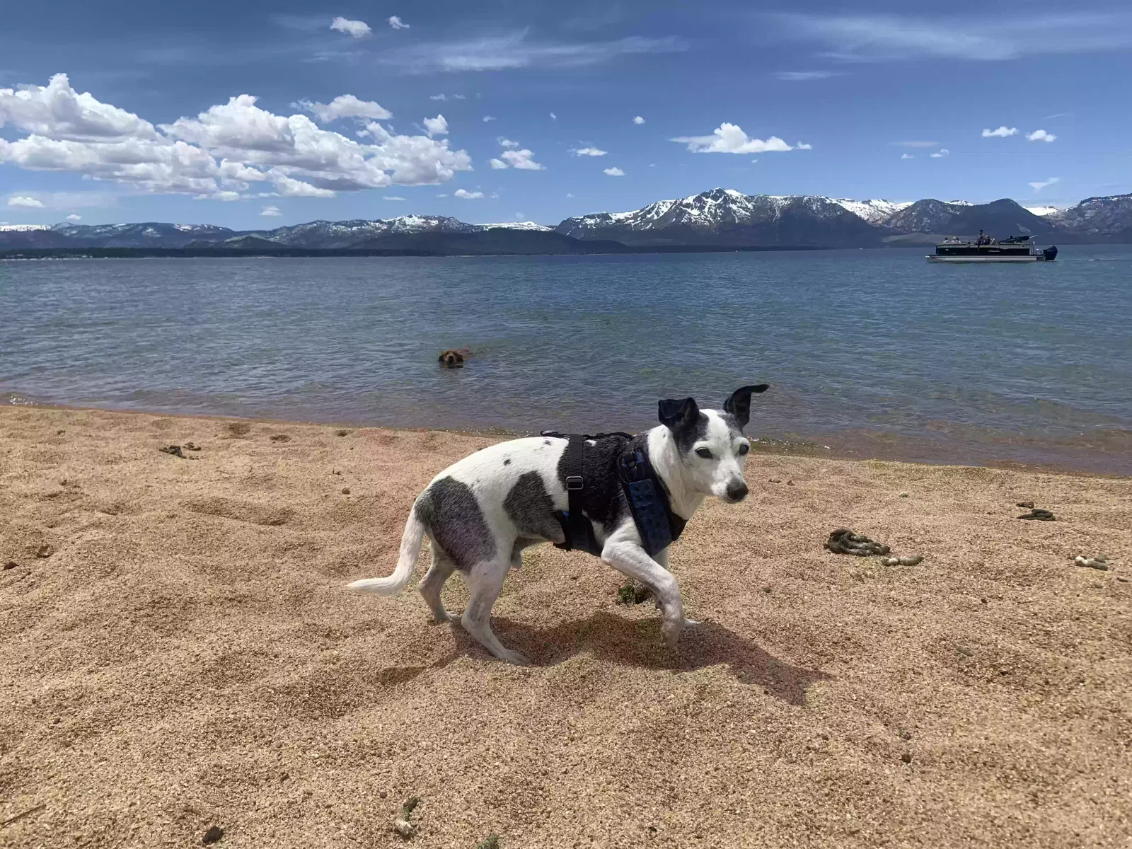 Lost dog in Sacramento, CA, 95838