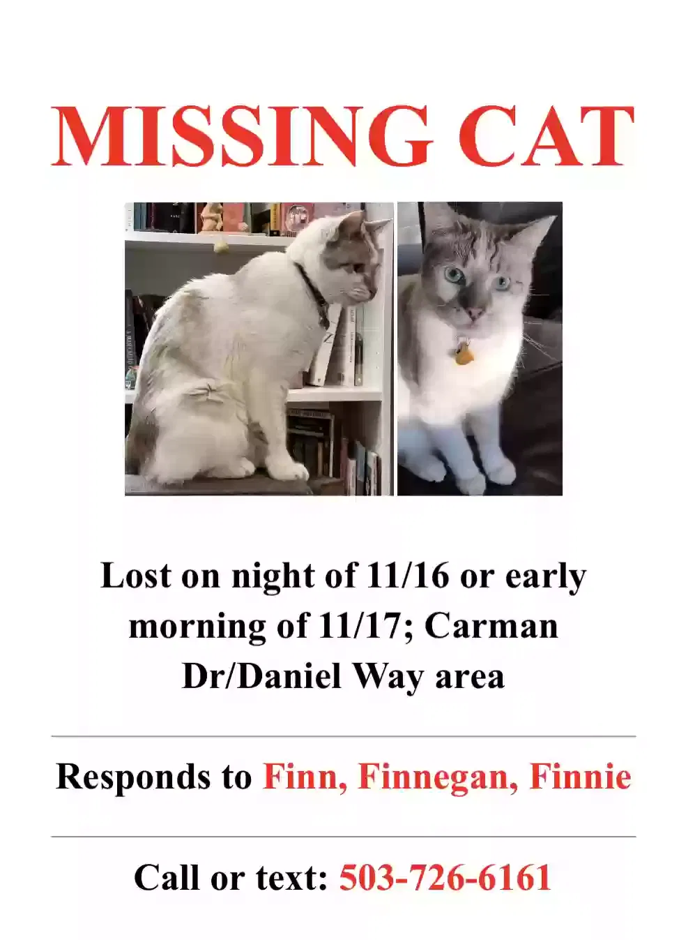 Lost cat in Lake Oswego, OR, 97035
