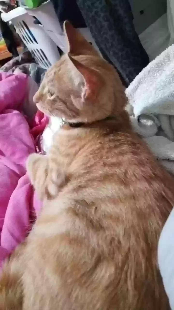 Lost cat in Jacksonville, FL, 32207