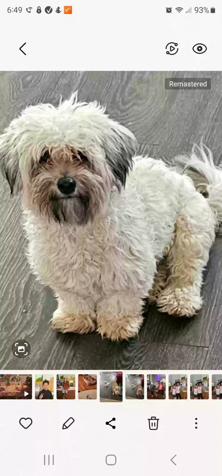 Lost dog in Taylor, MI, 48180