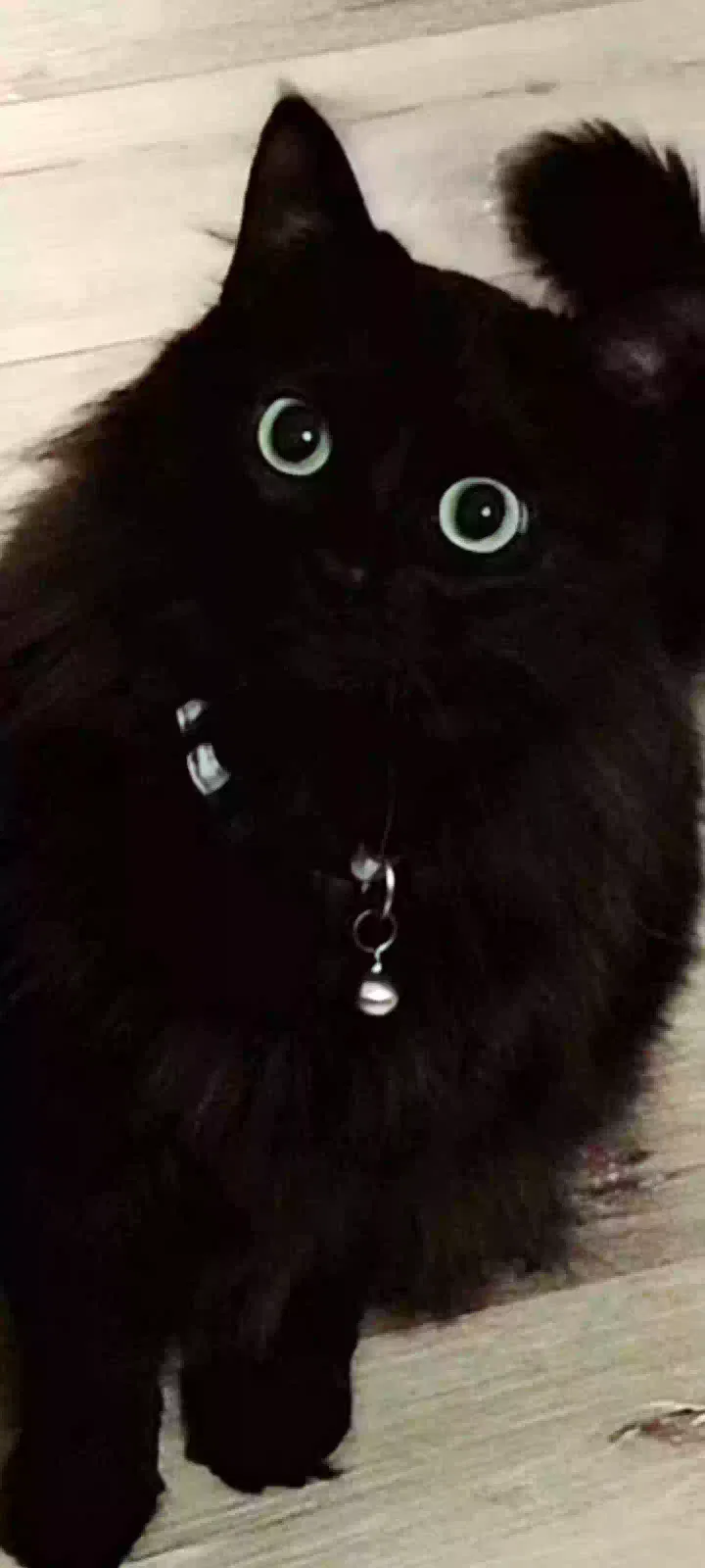 Lost cat in Youngsville, LA, 70592