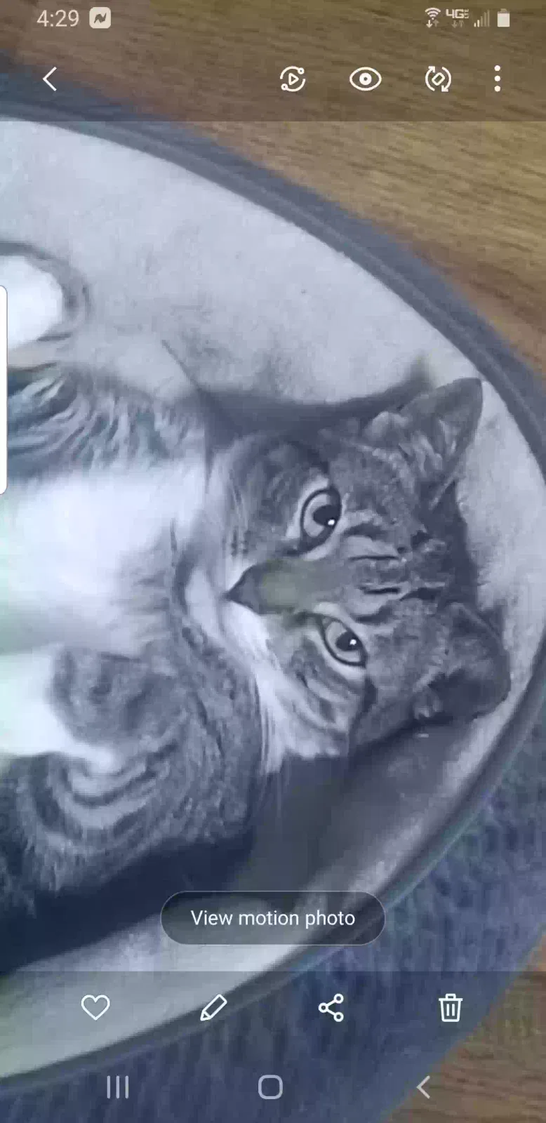 Lost cat in Hollywood, FL, 33027