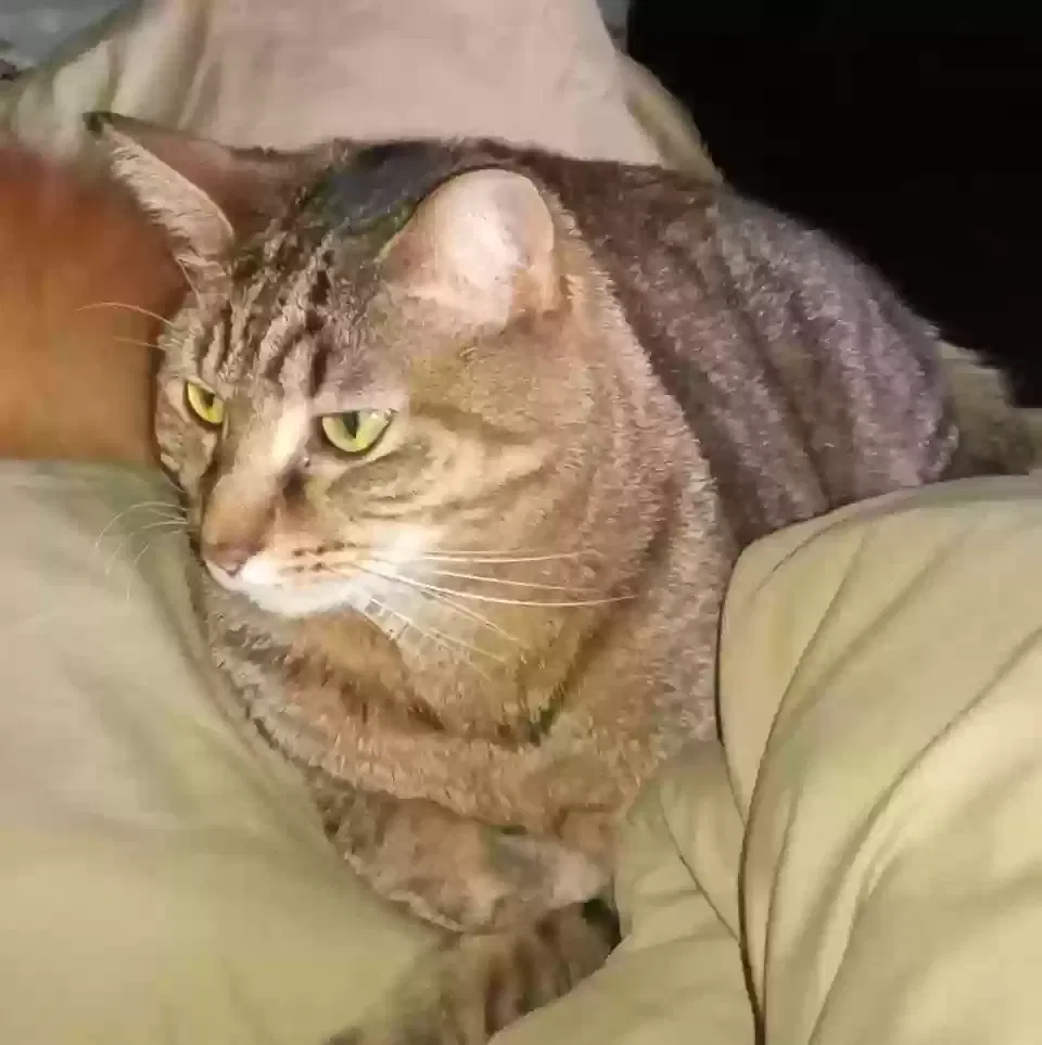 Lost cat in Pittsburgh, PA, 15210