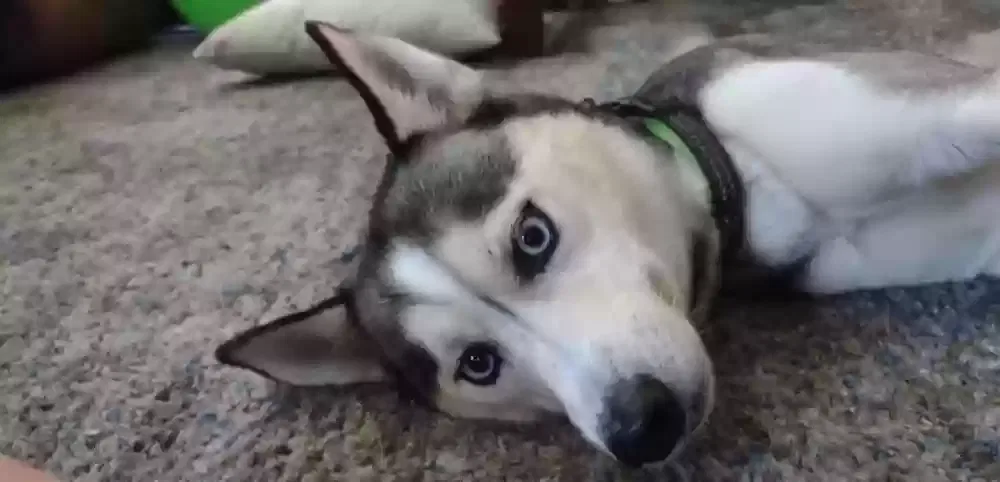 Lost dog in Middleburg, FL, 32068