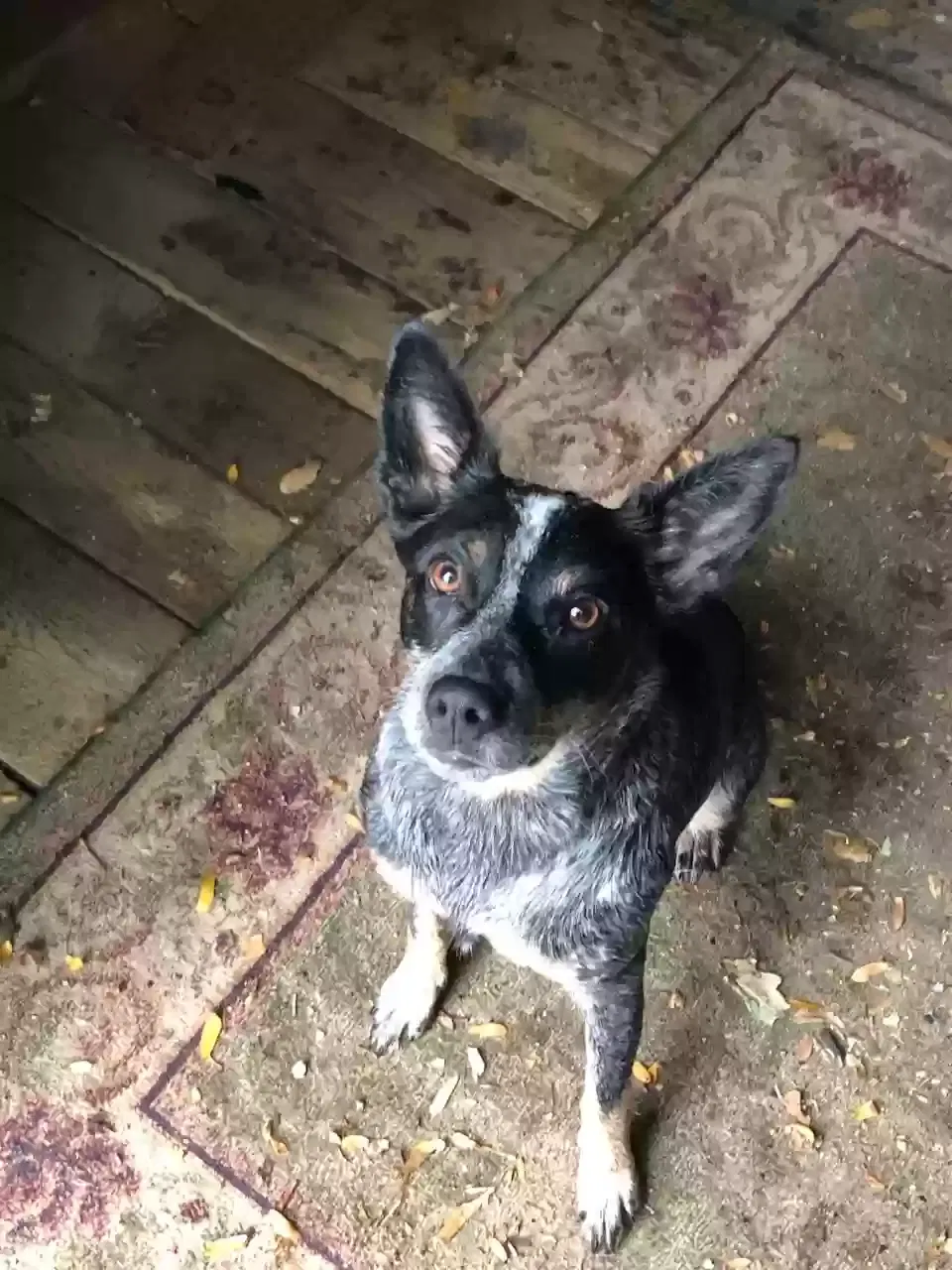 Lost dog in Garden City, ID, 83714