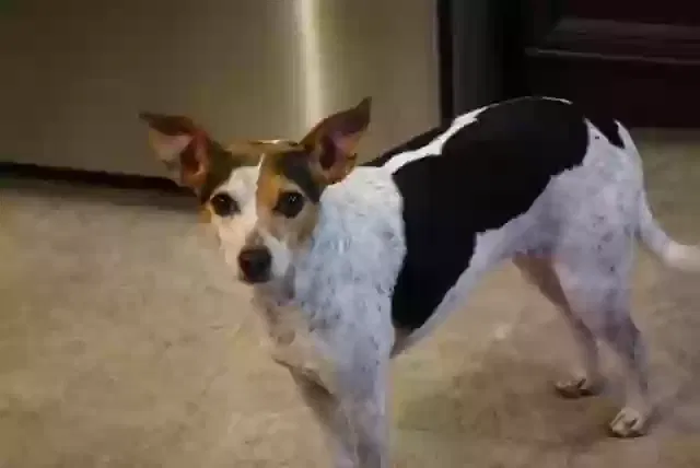 Lost dog in Sicklerville, NJ, 8081