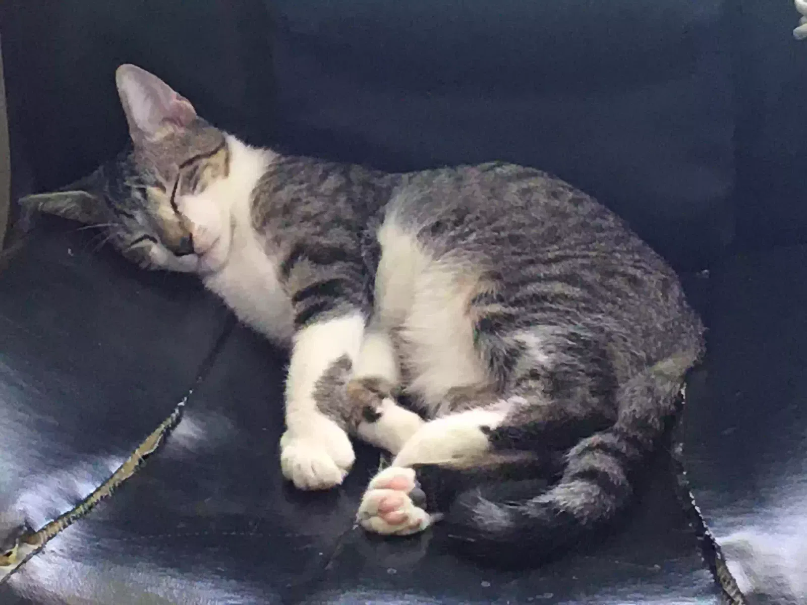 Lost cat in Clearwater, FL, 33756