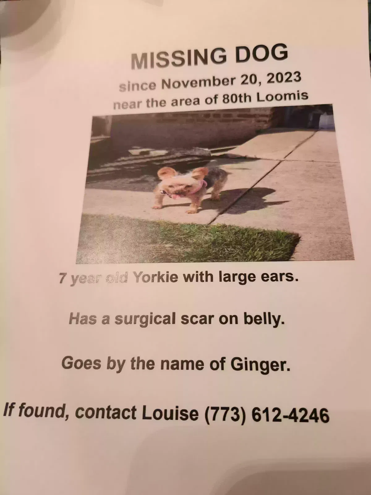 Lost dog in Chicago, IL, 60620