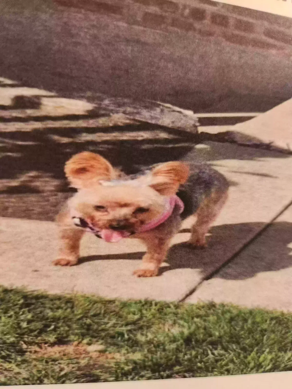 Lost dog in Chicago, IL, 60620