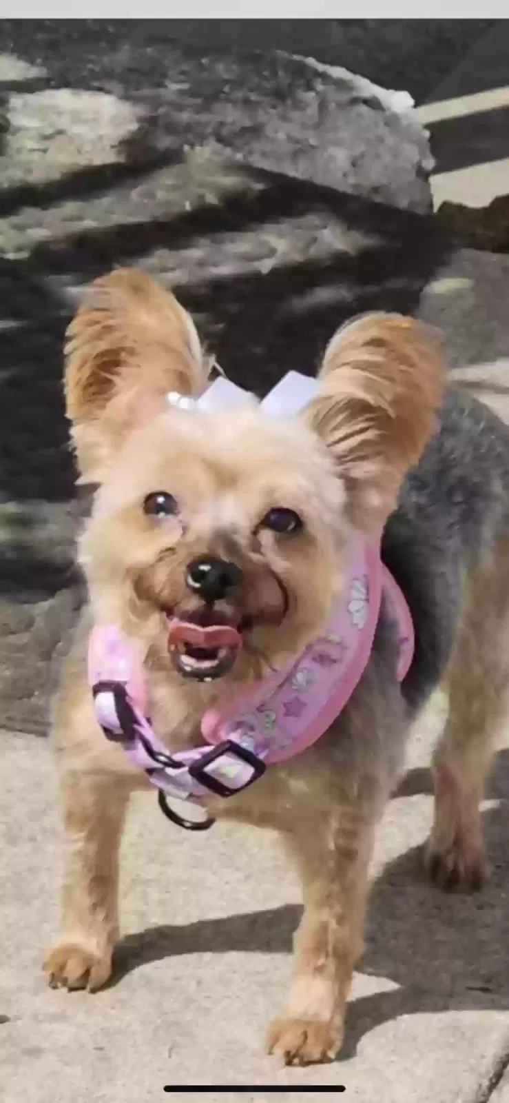 Lost dog in Chicago, IL, 60620